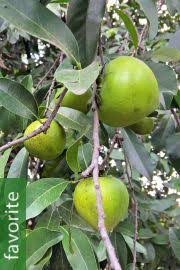 Image result for Diospyros mespiliformis