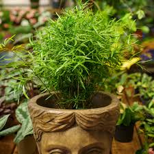 Image result for Asparagus falcatus