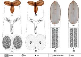 Image result for Dioscorea cotinifolia