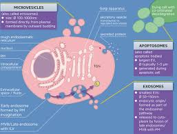 She is the only child in her family. Therapeutic And Diagnostic Translation Of Extracellular Vesicles In Cardiovascular Diseases Circulation