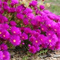 Image result for Lampranthus