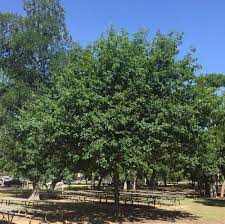 In the cooler zones, it will lose its leaves like a deciduous oak. Monterrey Oak Tree Tree School Identification Guide Preservation Tree Services Dallas Fort Worth Tx
