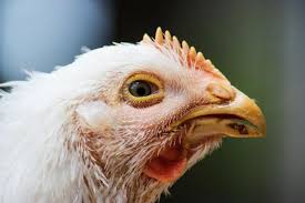 15 Maladies Des Poules Et Leurs Symptomes