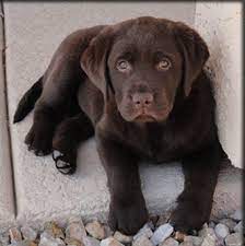 Find local labrador retriever puppies for sale and dogs for adoption near you. Cute Labrador Retriever Puppies Pups Sale Cute Labrador Puppies Lab Puppies Labrador Retriever Puppies