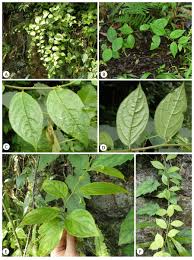 Image result for Andrachne ovalis