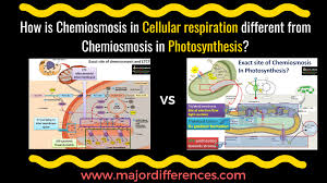 Within which organelle does process 1 occur? 10 Differences Between Chemiosmosis In Cellular Respiration And Photosynthesis
