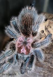 Image result for Rotala gossweileri