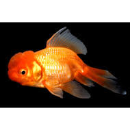 Check spelling or type a new query. Live Pond Fish For Sale Koi Fish Goldfish Petco
