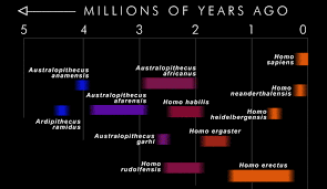 exploratorium evidence hominid timeline