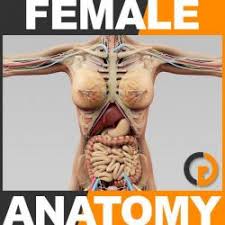 Introduction • the reproductive organ in female are those which concerned with copulation, fertilization, growth and development of fetus and its subsequent exit to the outer world. Female Internal Organs 3d Models Stlfinder