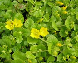 Try growing creeping jenny in a container (as in my photo) so as to restrain it. Lysimachia Nummularia Creeping Jenny Identification Distribution Habitat