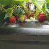 Helping you choose the best aerogarden. 1