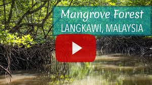 Maybe you would like to learn more about one of these? A Glimpse Inside A Mangrove Forest Geopark In Langkawi Uneven Sidewalks Travel Blog