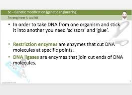 Genetic modification involves making changes to an organism's genes to give it new traits that wouldn't occur in nature or to eliminate undesirable traits. 5c Genetic Modification Genetic Engineering