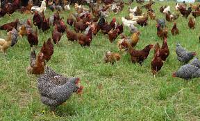 Free range chicken farming is very popular across the country these days. Why Choose Free Range Organic Chicken D Artagnan