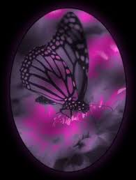 Beautiful Black And Purple Butterfly Purple Butterflies Wallpaper Butterfly Purple Butterfly Wallpaper Butterfly Wallpaper Butterfly Photos