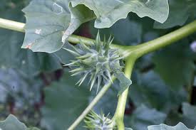 Image result for Datura ferox