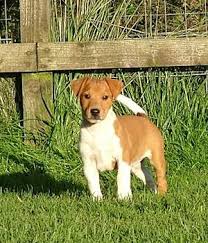 The dog requires regular brushing so you can fulfill its grooming needs. Plummer Terrier Puppy Terrier Breeds Dog Breeds Terrier