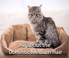 All About The Domestic Medium Hair Cat Breeds Breeds Luxury Cat