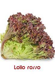 Maybe you would like to learn more about one of these? Lollo Rosso Tipp Fur Anfanger Tipps