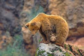 Grizzly Bear Ursus Arctos By Aranka Janne Photography On Flickr Grizzly Bear Bear Ursus