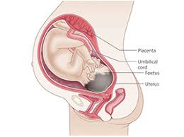 How does the cervix change? 38 Weeks Pregnant Raising Children Network