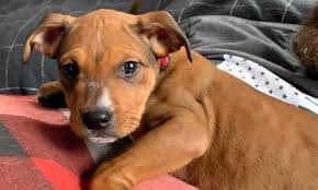 Biggest pets website in united states of america. These New York City Based Puppies Are Up For Adoption And In Need Of A Good Home Cbs New York