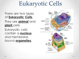 Maybe you would like to learn more about one of these? Cell Organelle Notes Eukaryotic Cells There Are Two Types Of Eukaryotic Cells They Are Animal And Plant Cells Eukaryotic Cells Contain A Nucleus And Ppt Download
