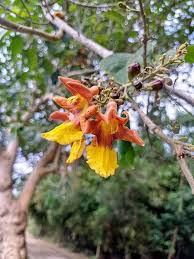 Image result for Gmelina arborea