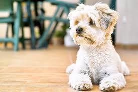 That's because cancer is both extremely common in dogs. Brain Tumors In Dogs Great Pet Care
