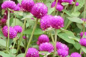 Warna bunganya biru dan ungu yang cemerlang. Bunga Kancing Bunga Bulat Beraneka Nama Bobo