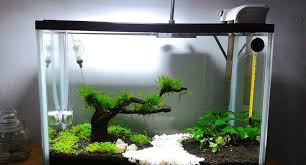 Bagi kamu yang belum kesampaian membeli bebatuan aquascape karena harganya selangit, ada alternatifnya. Aquarium Mini Archives Jual Ikan Surabaya