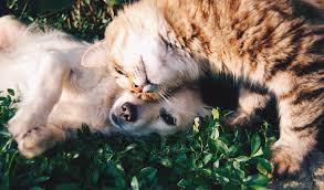 This business servicing narrabri is a local sme in the vets & veterinary surgeons category. Pets Animals Archives Narrabri Now