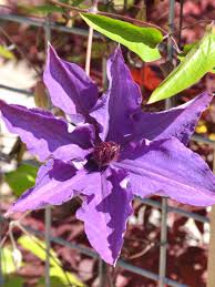Check spelling or type a new query. Clematis The President