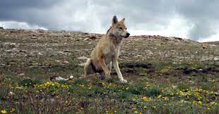 India Wildlife Swd Green2stay Himalayan Wolf Needs Recognition As Distinct Species Study Finds Mongaba Researchers S Species Himalayan Nature Conservation