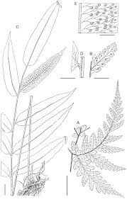 Image result for Triplophyllum protensum