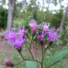 Image result for Vernonia zanzibarensis