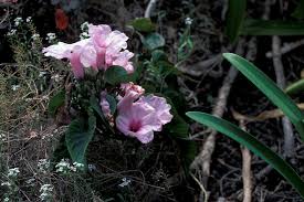 Image result for Ipomoea carnea