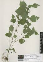 Image result for Droguetia