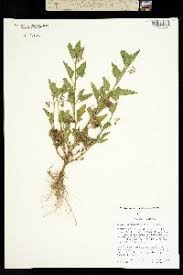 Image result for Solanum schumannianum