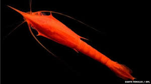 Broody Octopus Keeps Record Breaking Four Year Vigil Lake Tanganyika Broody Cichlids