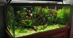 Fertilizers Page 2 Aquarium Advice Aquarium Forum Community Nature Aquarium Aquarium Fish 75 Gallon Aquarium