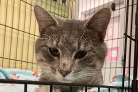 We have now placed twitpic in an archived state. Discarded Abandoned Knobie Is Our Spca Pet Of The Week