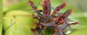 Image result for Bulbophyllum saltatorium