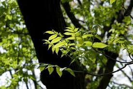 We did not find results for: Ash Tree Planting And Growing Guide Hgtv