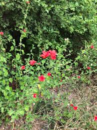 Image result for Triumfetta dekindtiana