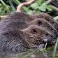 The Finchingfield Beavers and Conservation in Action event image