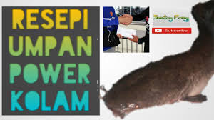 Daging ayam kisar (kukus) perisa greenbait soya oil red fishing powder(dedak merah). Resepi Umpan Power Kolam Pasti Strike Target Ikan Keli Pertandingan Memancing Simple Umpan Juara Youtube