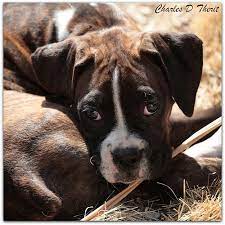 Find boxer puppies and breeders in your area and helpful boxer information. Boxer Puppy Boxer Dogs Boxer Dogs Brindle Boxer Puppies