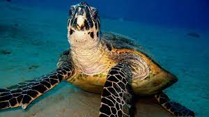 Hawksbill turtles often nest in small numbers, and usually on remote beaches. Cayman Sea Turtle Populations Have Been Making A Remarkable Recovery Loop Cayman Islands